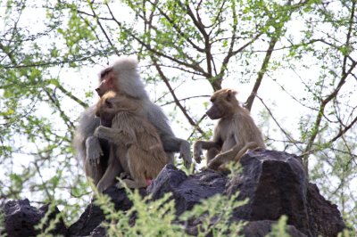 Hamadryas baboons