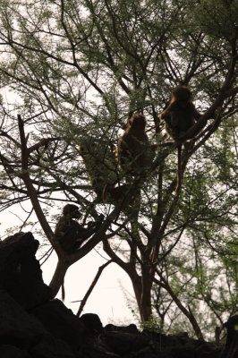 Four juveniles