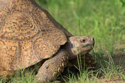 Leopard Tortoise