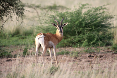 Soemmerrings Gazelle