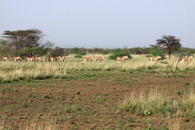 Beisa Oryx