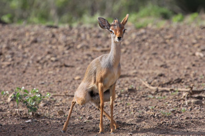 Salt's dik-dik