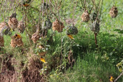 Active weaver nests