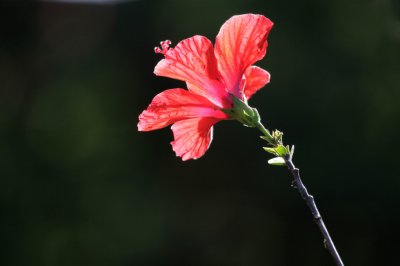 Hibiscus with Ants