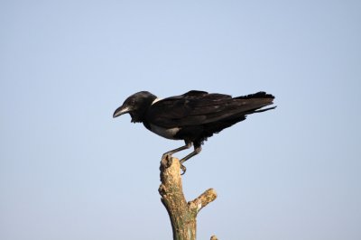 Pied crow