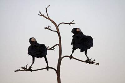 Thick-billed Ravens