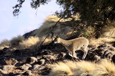 Male Klipspringer