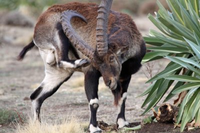 Walia Ibex