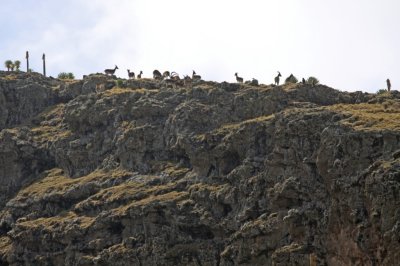 Walia Ibex