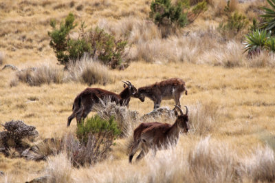 Walia Ibex