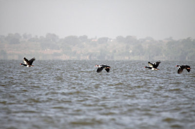 Spur-winged Geese