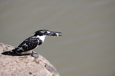 Pied Kingfisher