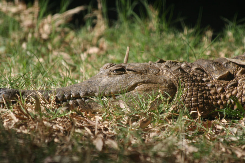 Freshwater Crocodile, Rockhampton Zoo