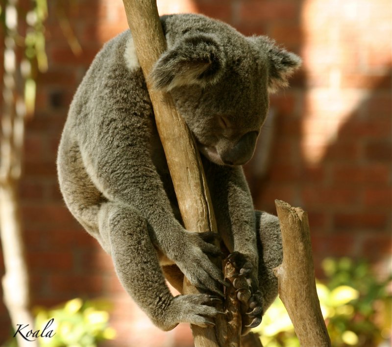 Koala~ Rockhampton Zoo