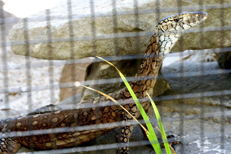 Perentie Varanus gigantus Rockhampton Zoo