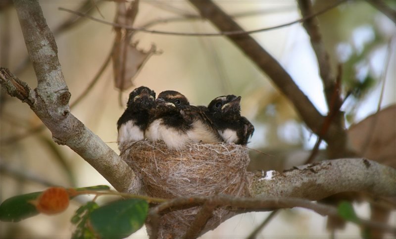 Willy Wagtail Babies