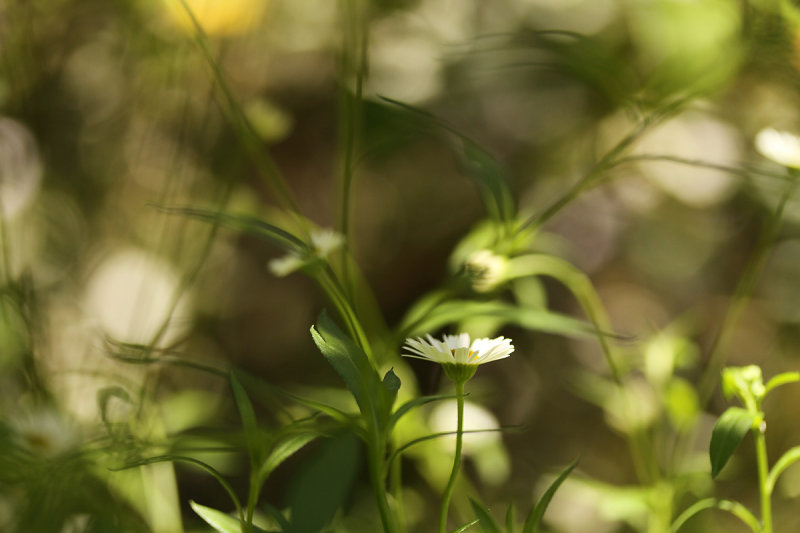 Hidden in the Grass