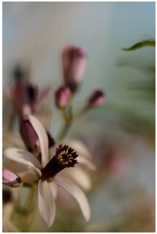 Flowers Are Blooming