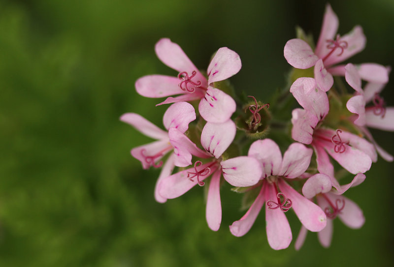 Fairies Are Dancing
