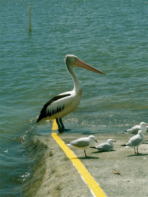 pelican and gulls