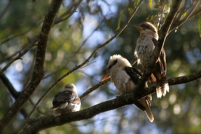 Kookaburra family