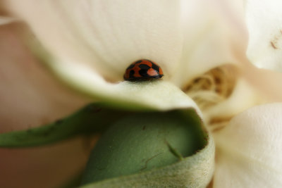 A Small Ladybug