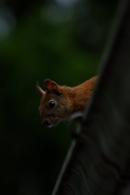 Red Squirrels