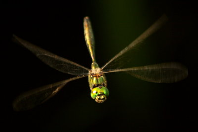 Dragonfly