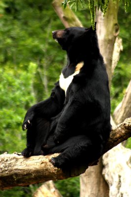 Other Animals