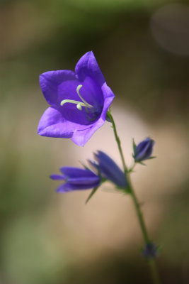 Flowers and plants