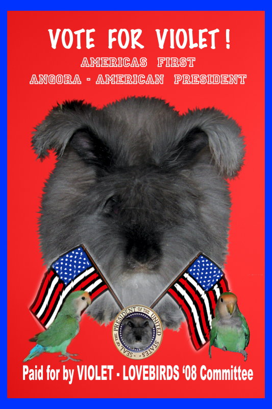 Vote for Americas first Angora-American President