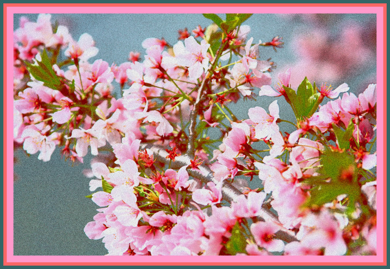 Cherry Blossom Festival - Washington DC