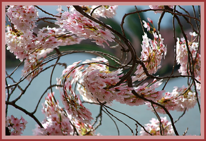 Twirling Blossoms