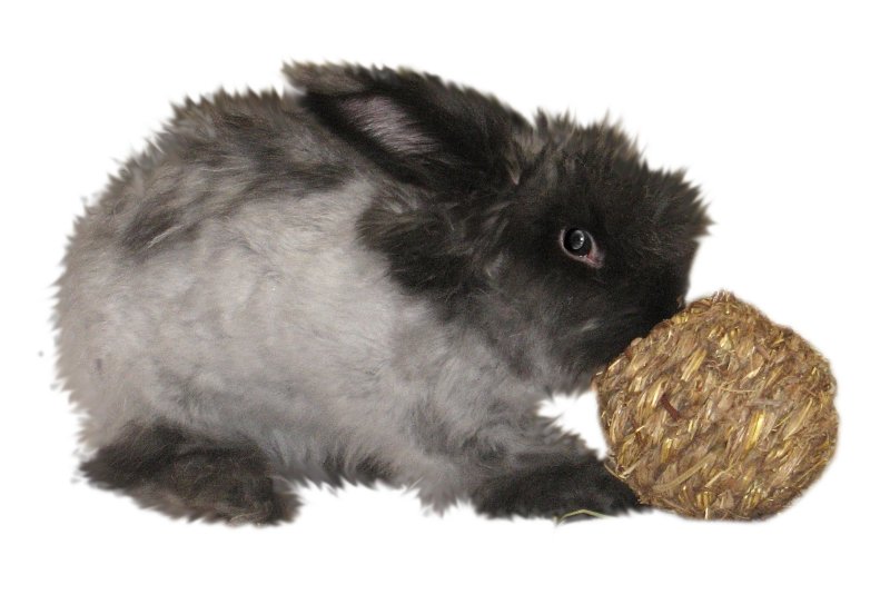 Violets hay ball