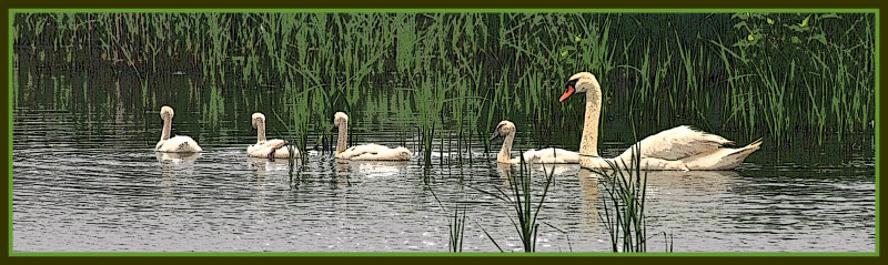 Mama & baby swans - Cape May, NJ