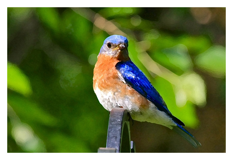Papa Bluebird