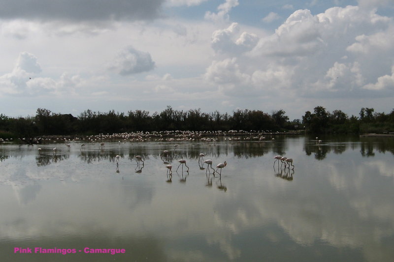 Lots O Flamingos in Camargue (2008)
