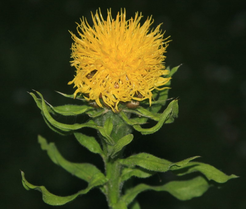 Flowers of Cape May