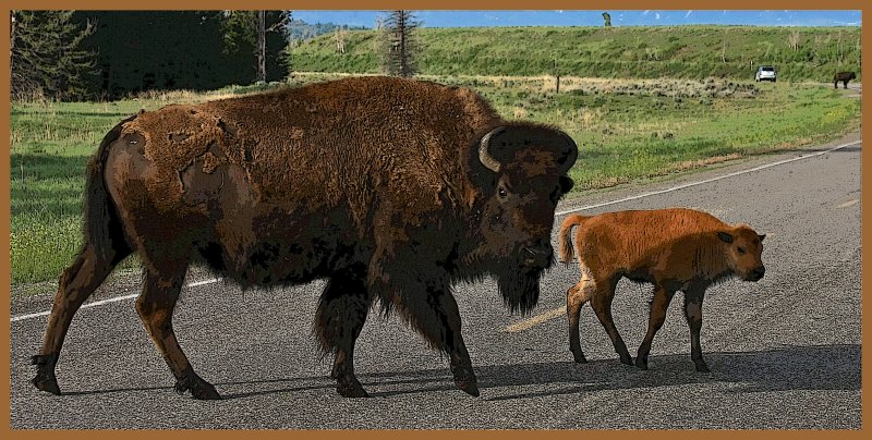 Mama Bebe Bison Gros Ventre Road Photo Stephanie Photos At Pbase Com Mama Bebe Bison Gros Ventre Road Photo Stephanie Photos At Pbase Com