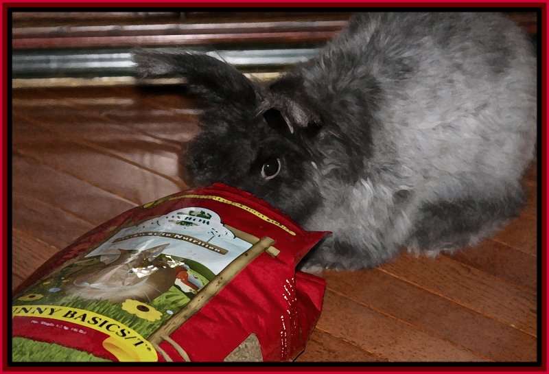 Violet digging into her Oxbow pellet bag