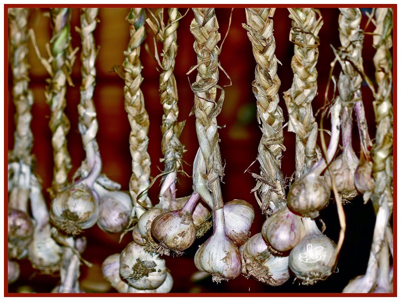 Lines of Garlic
