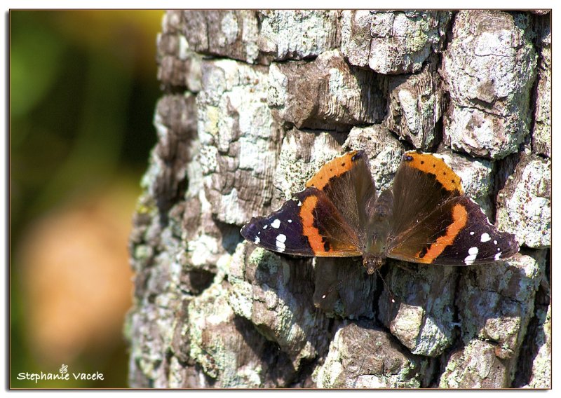 Flutterby butterfly