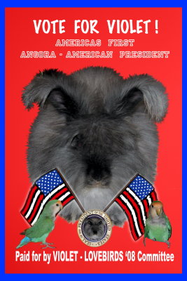 Vote for America's first Angora-American President