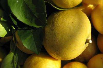 Lemons in Cinque Terre