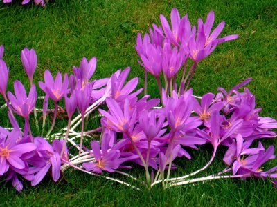 Crocus - Monet's Garden