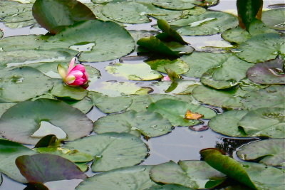 Monet's Garden