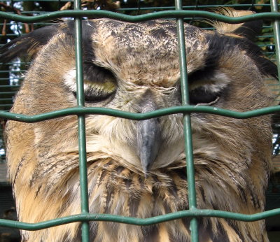 Wise old owl - Het Zwin