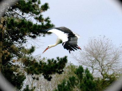 Stork in Het Zwin