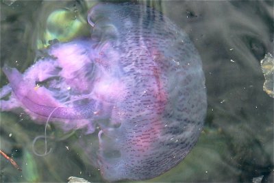 Stinging jellyfish - 2008