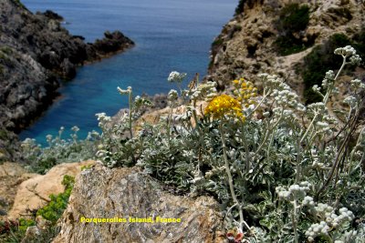 Porquerolles Island flowers (2008)